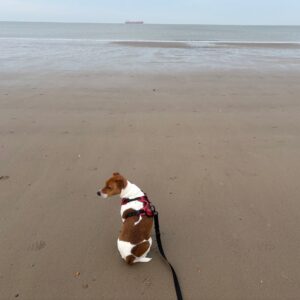 Flipje aan zee